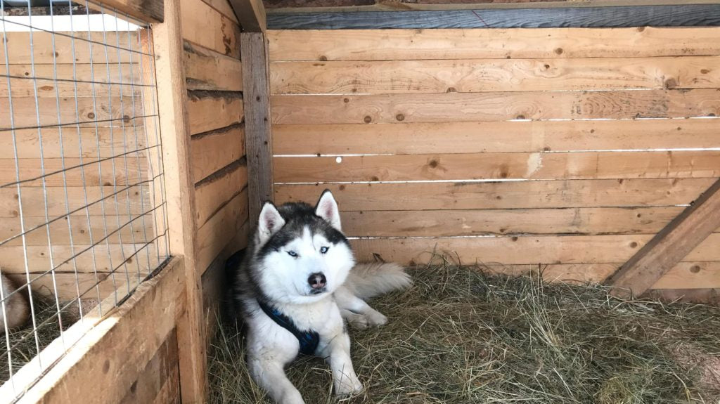 How to set up an aviary for your four-legged friend