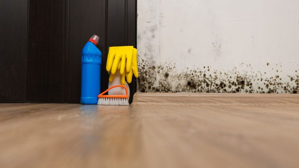 How to get rid of mold in your home quickly and efficiently