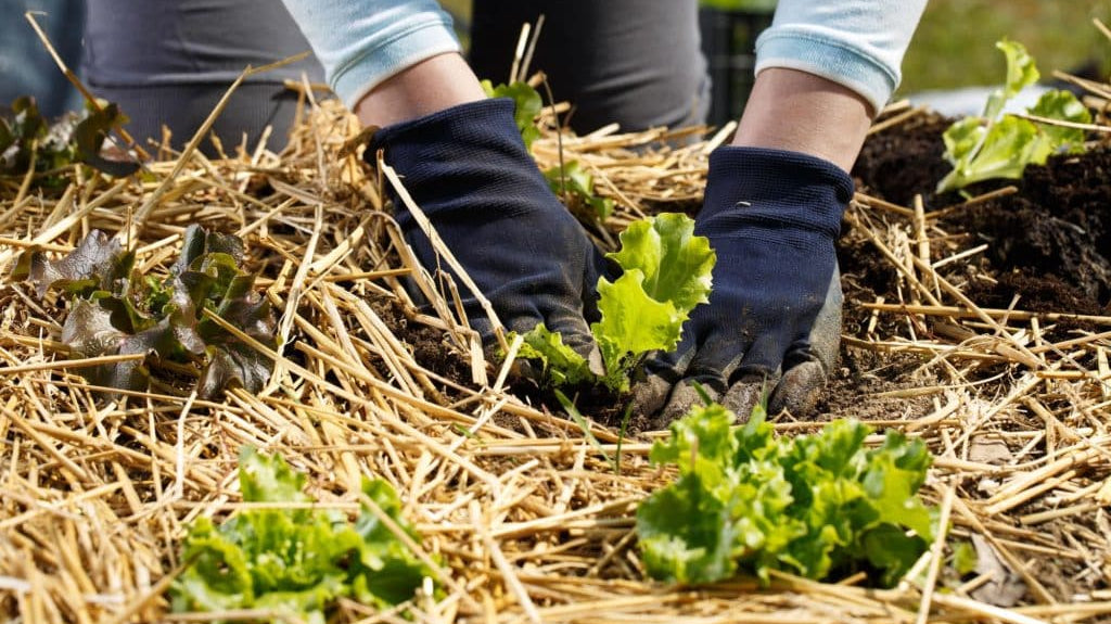Mulching the garden and grounds