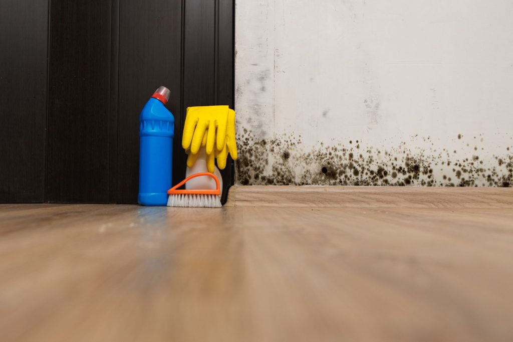 How to get rid of mold in your home quickly and efficiently