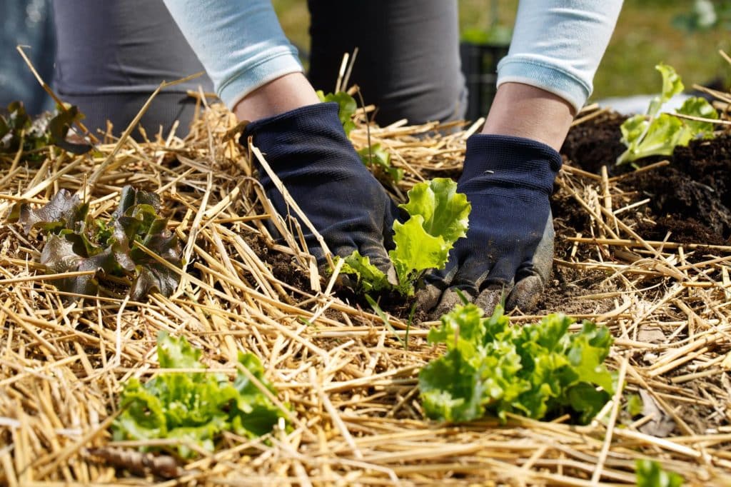 Mulching the garden and grounds