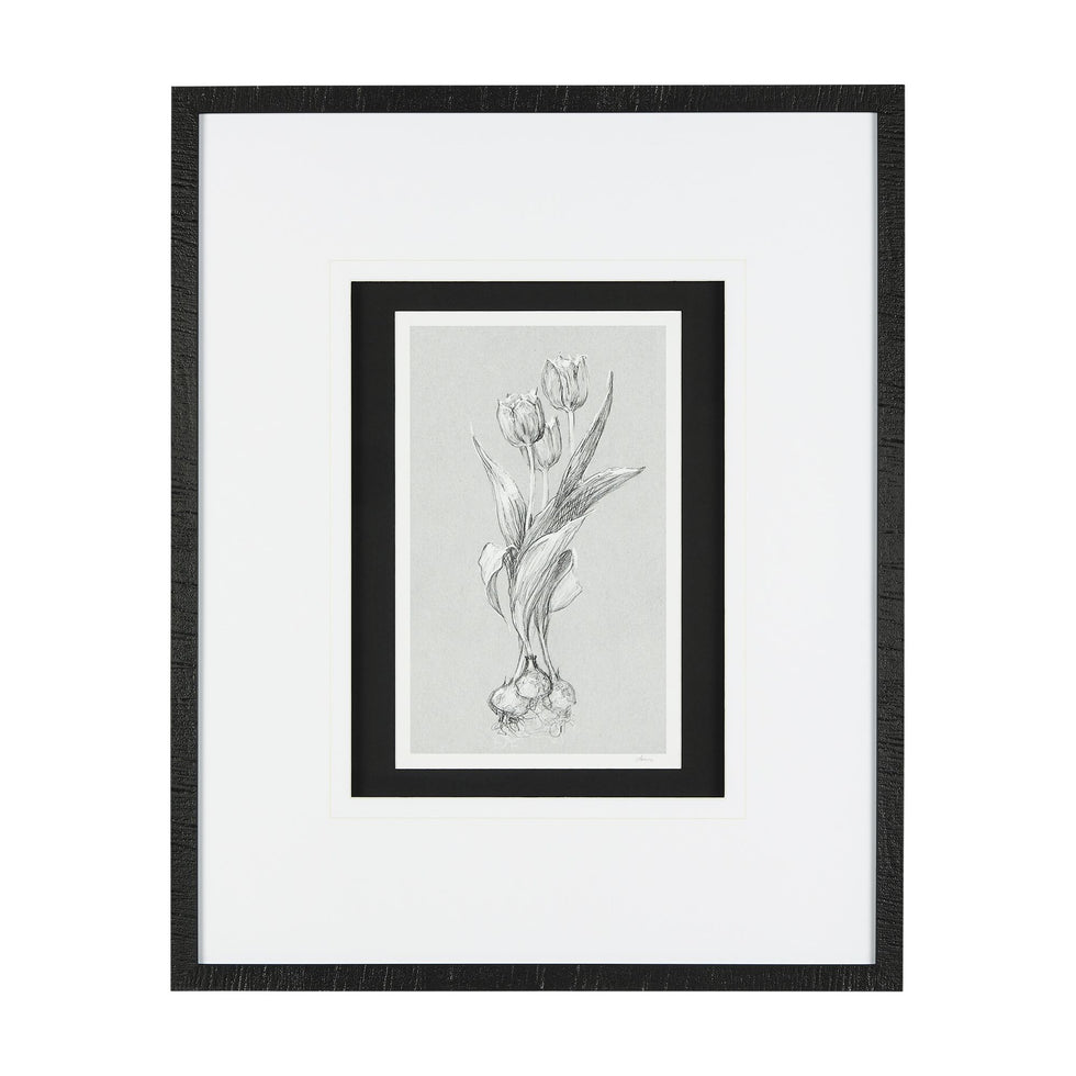 Mercana - Botanical Sketch
