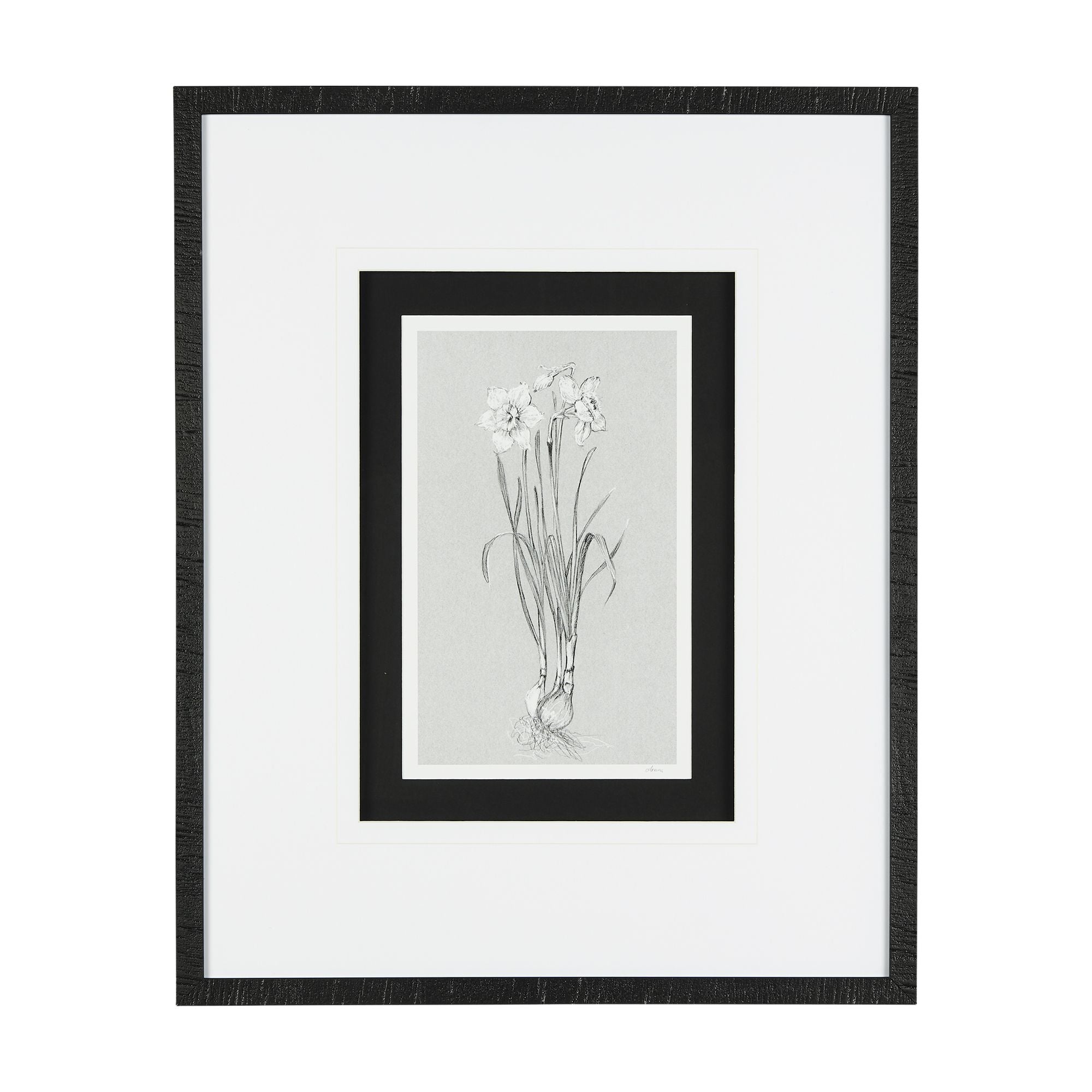 Mercana - Botanical Sketch