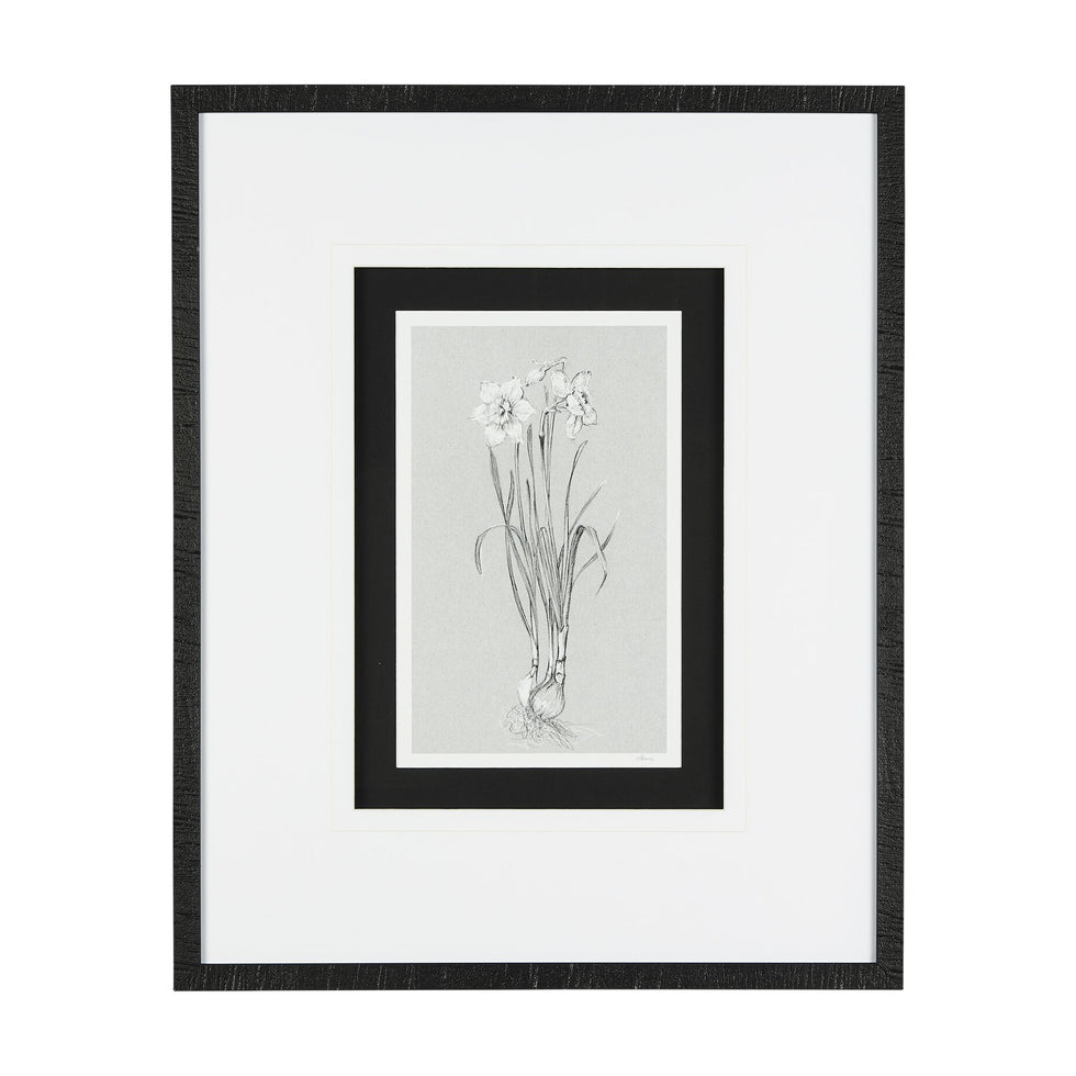 Mercana - Botanical Sketch
