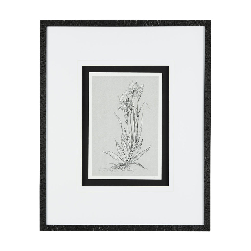 Mercana - Botanical Sketch