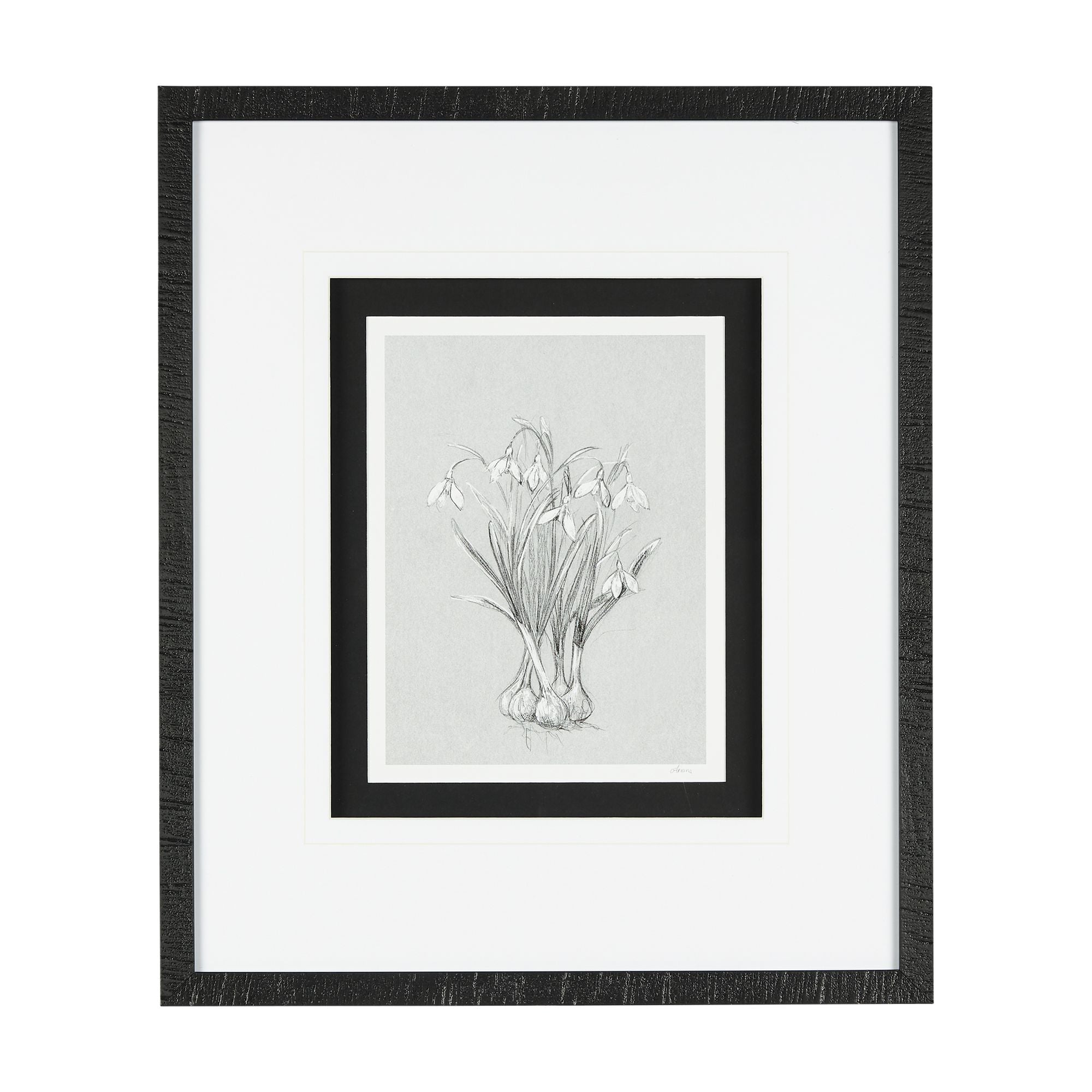 Mercana - Botanical Sketch