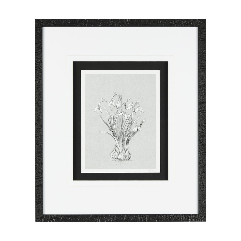 Mercana - Botanical Sketch