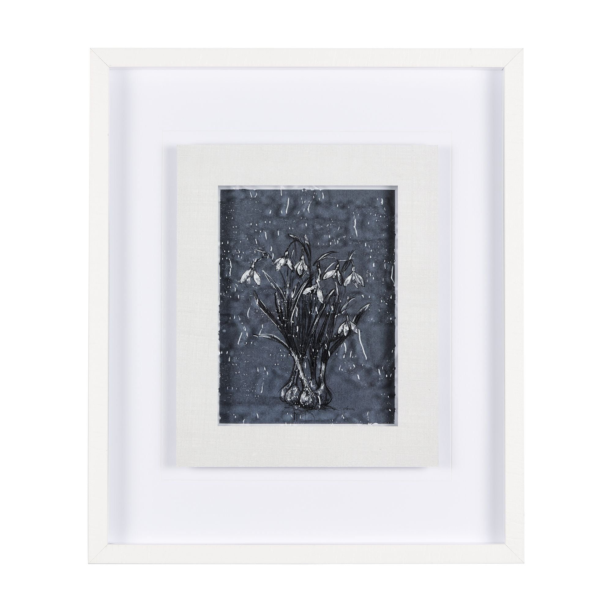 Mercana - Botanical Sketch