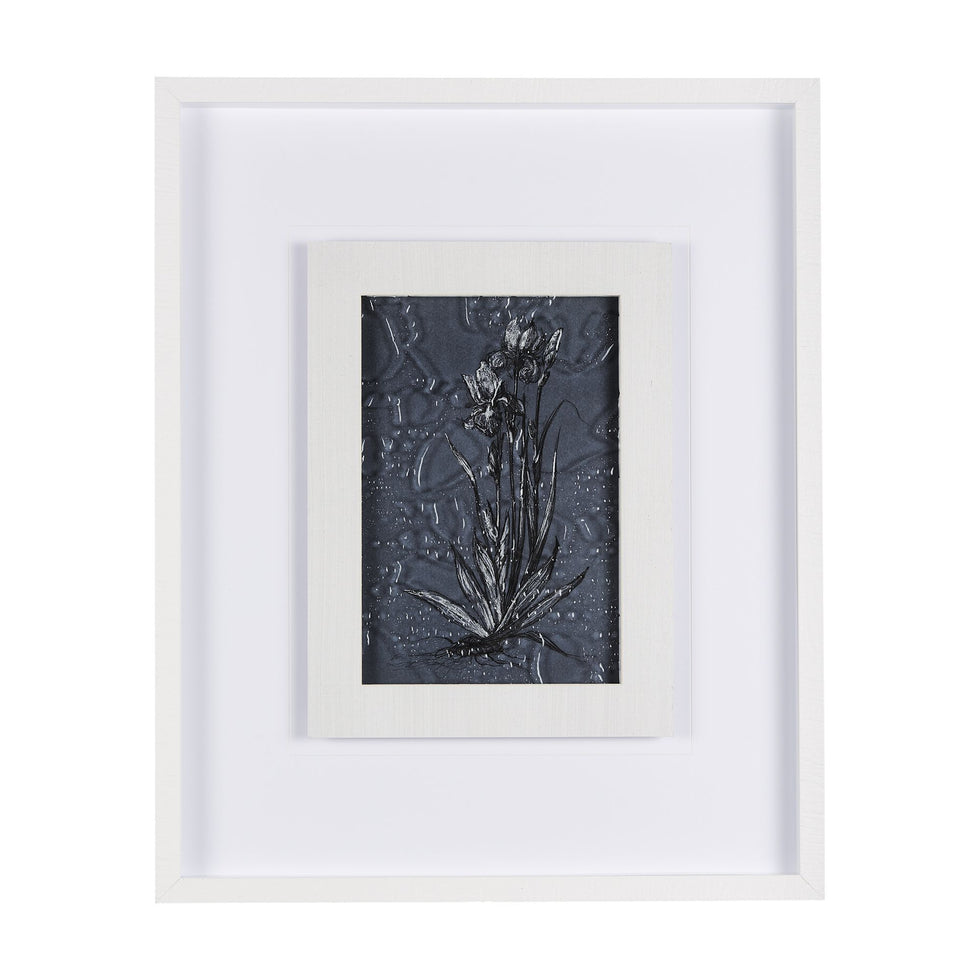 Mercana - Botanical Sketch