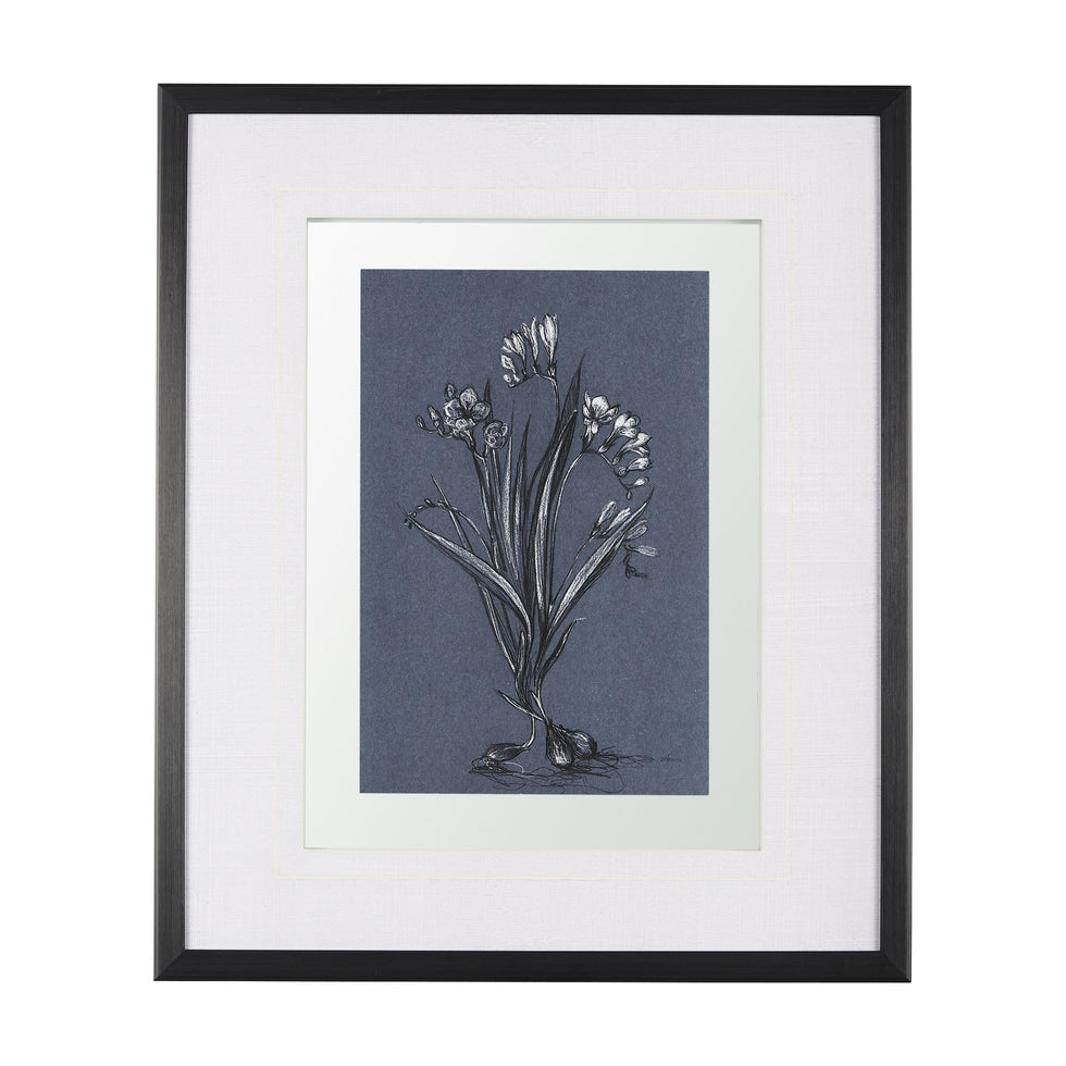 Mercana - Botanical Sketch