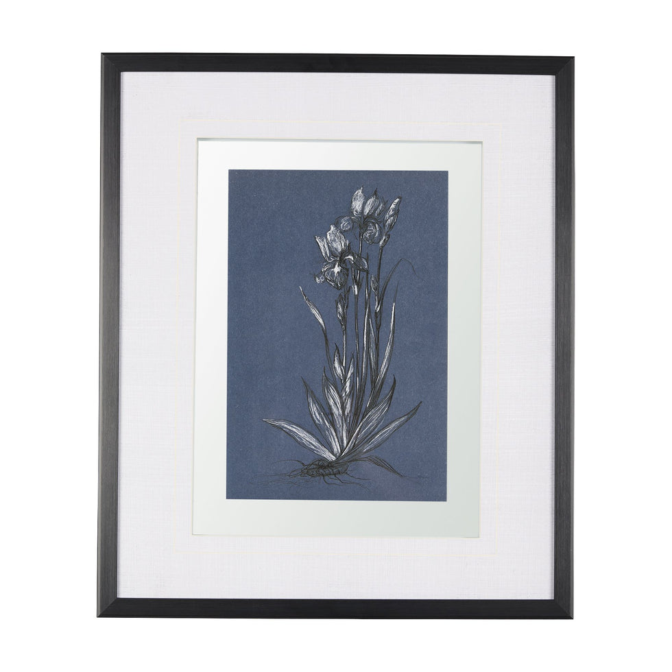 Mercana - Botanical Sketch