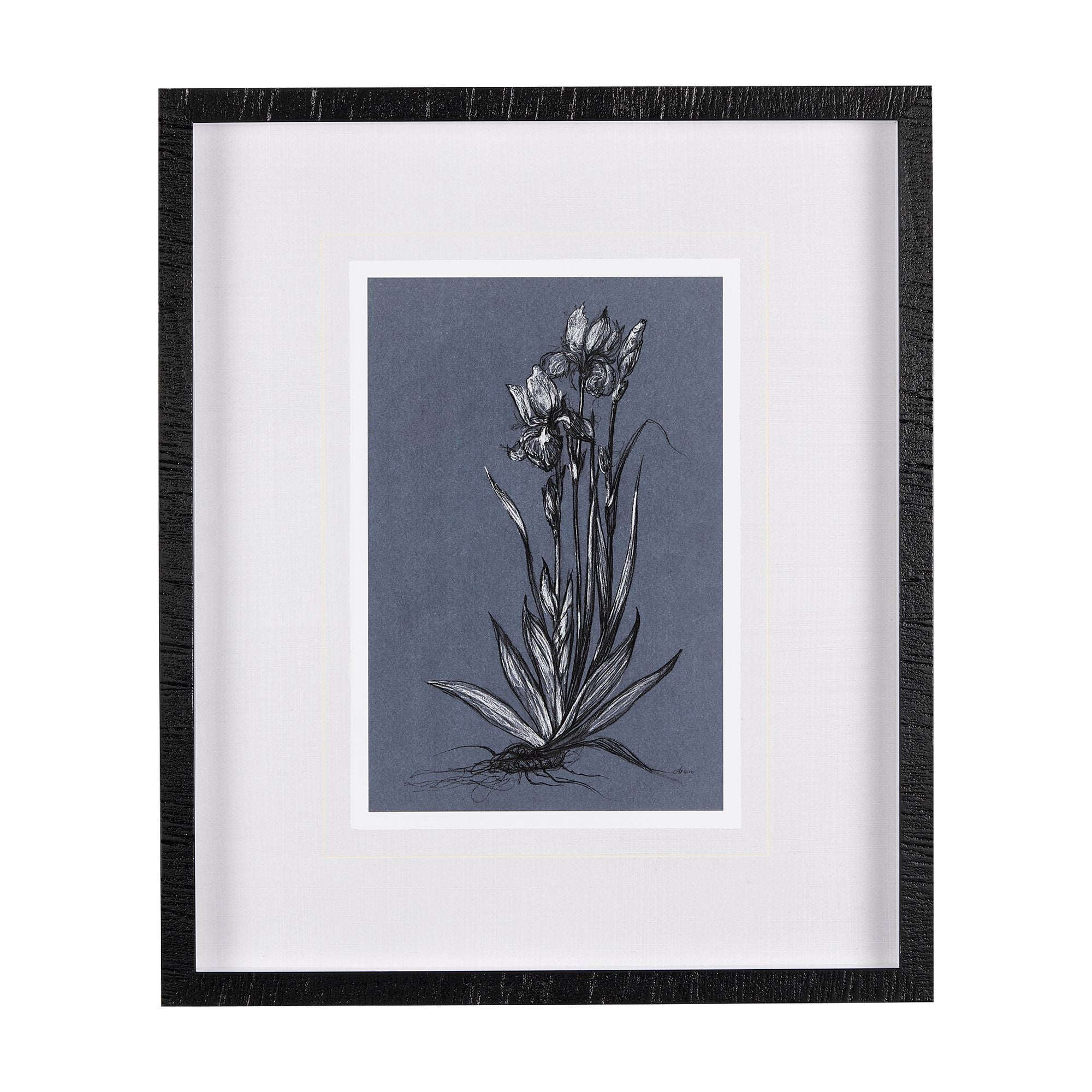Mercana - Botanical Sketch