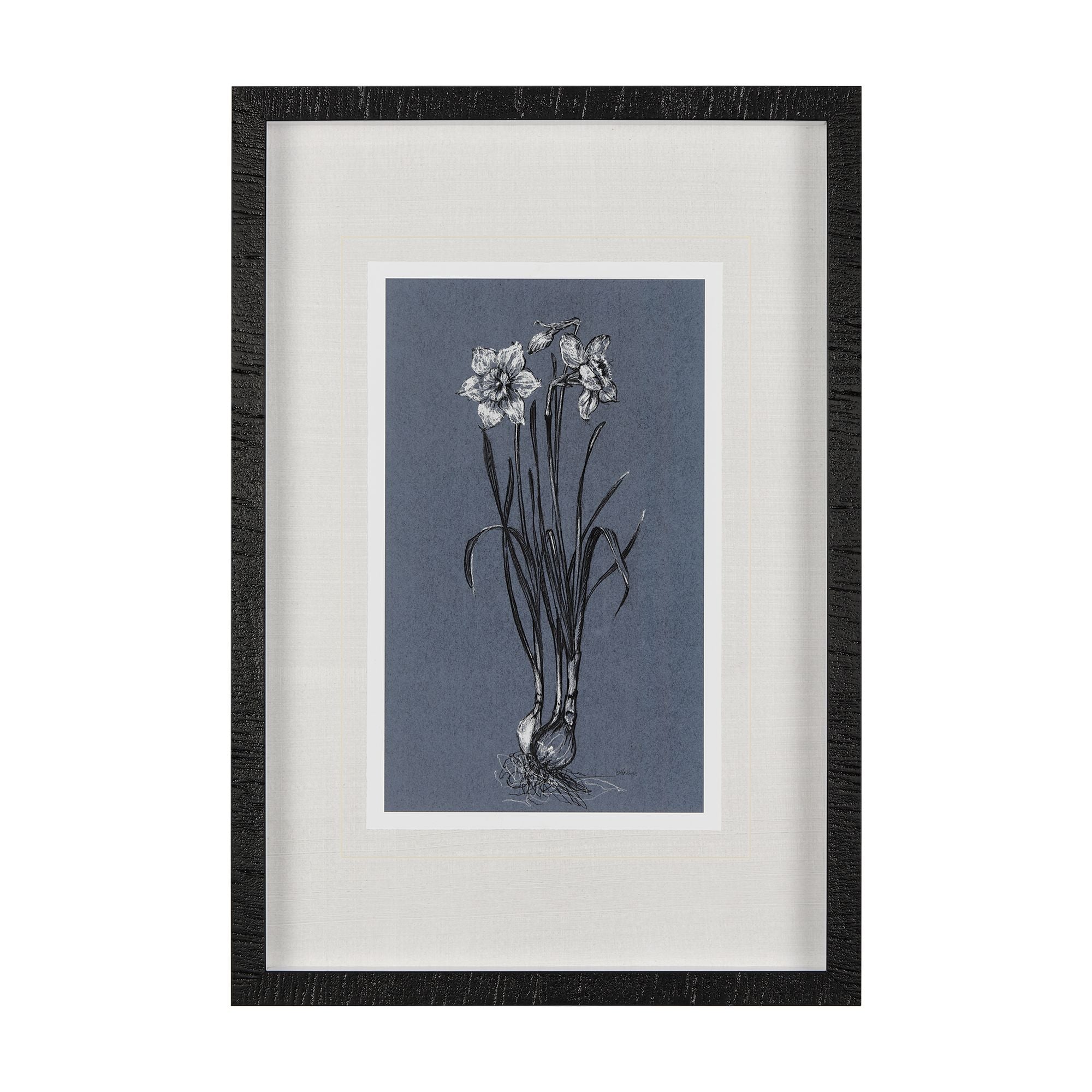 Mercana - Botanical Sketch