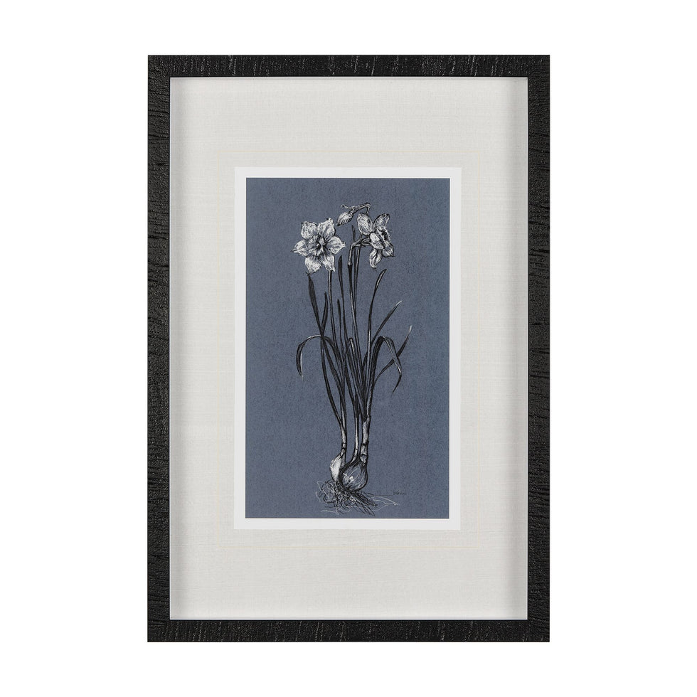 Mercana - Botanical Sketch