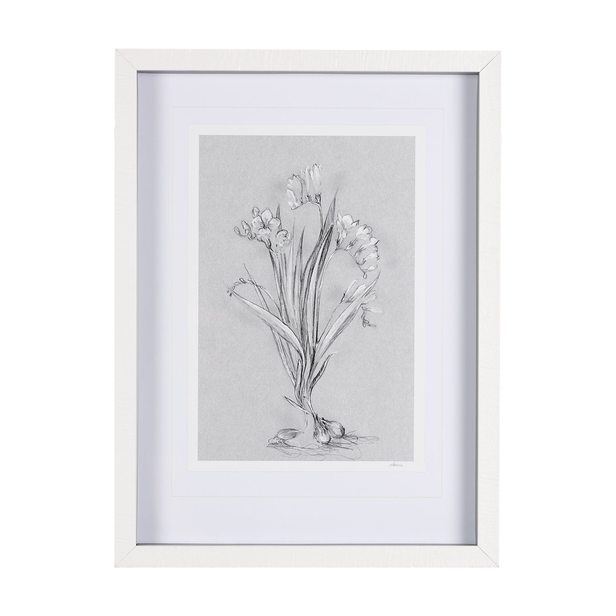 Mercana - Botanical Sketch
