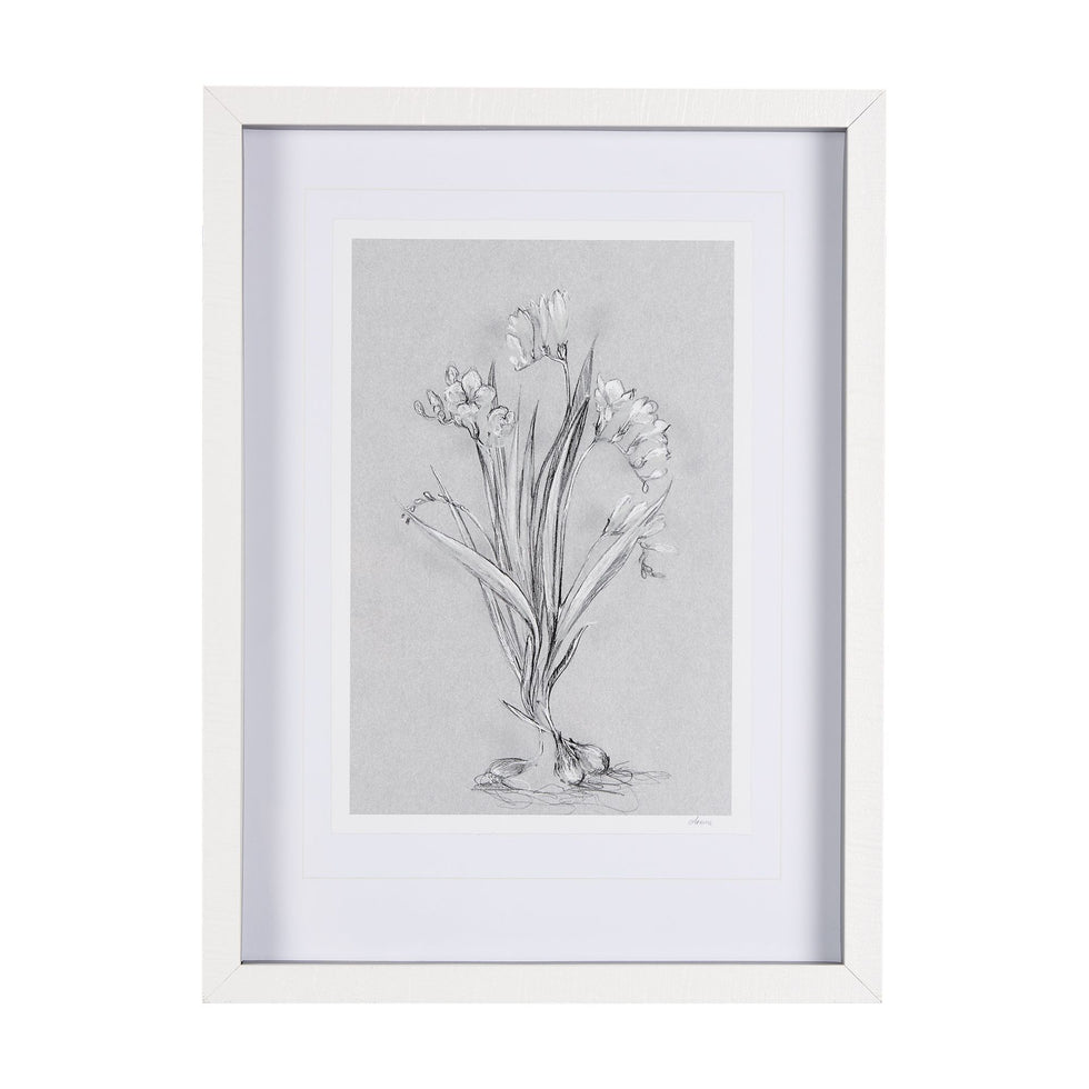 Mercana - Botanical Sketch