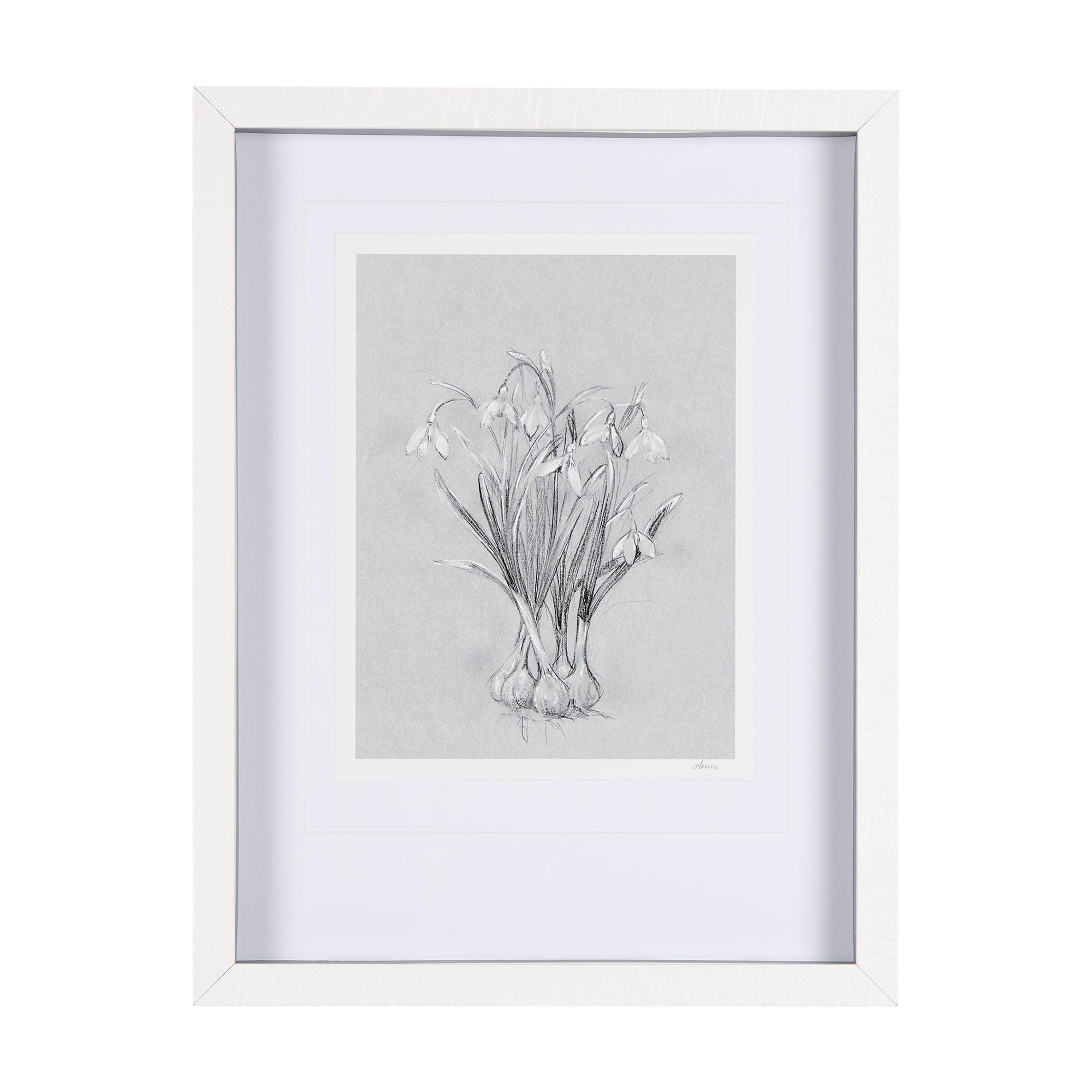 Mercana - Botanical Sketch