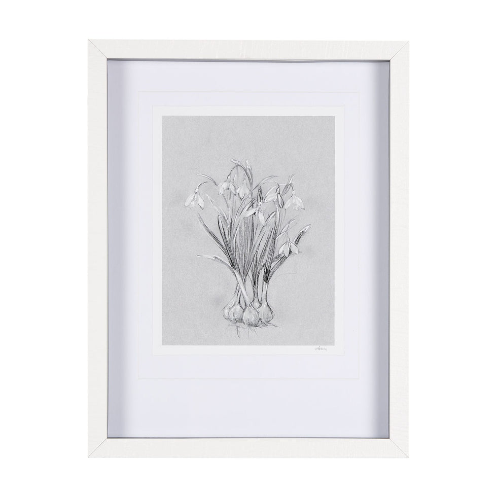 Mercana - Botanical Sketch