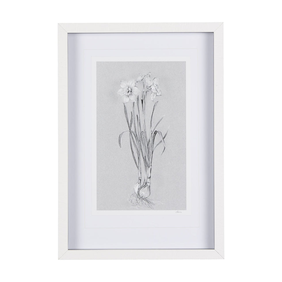 Mercana - Botanical Sketch