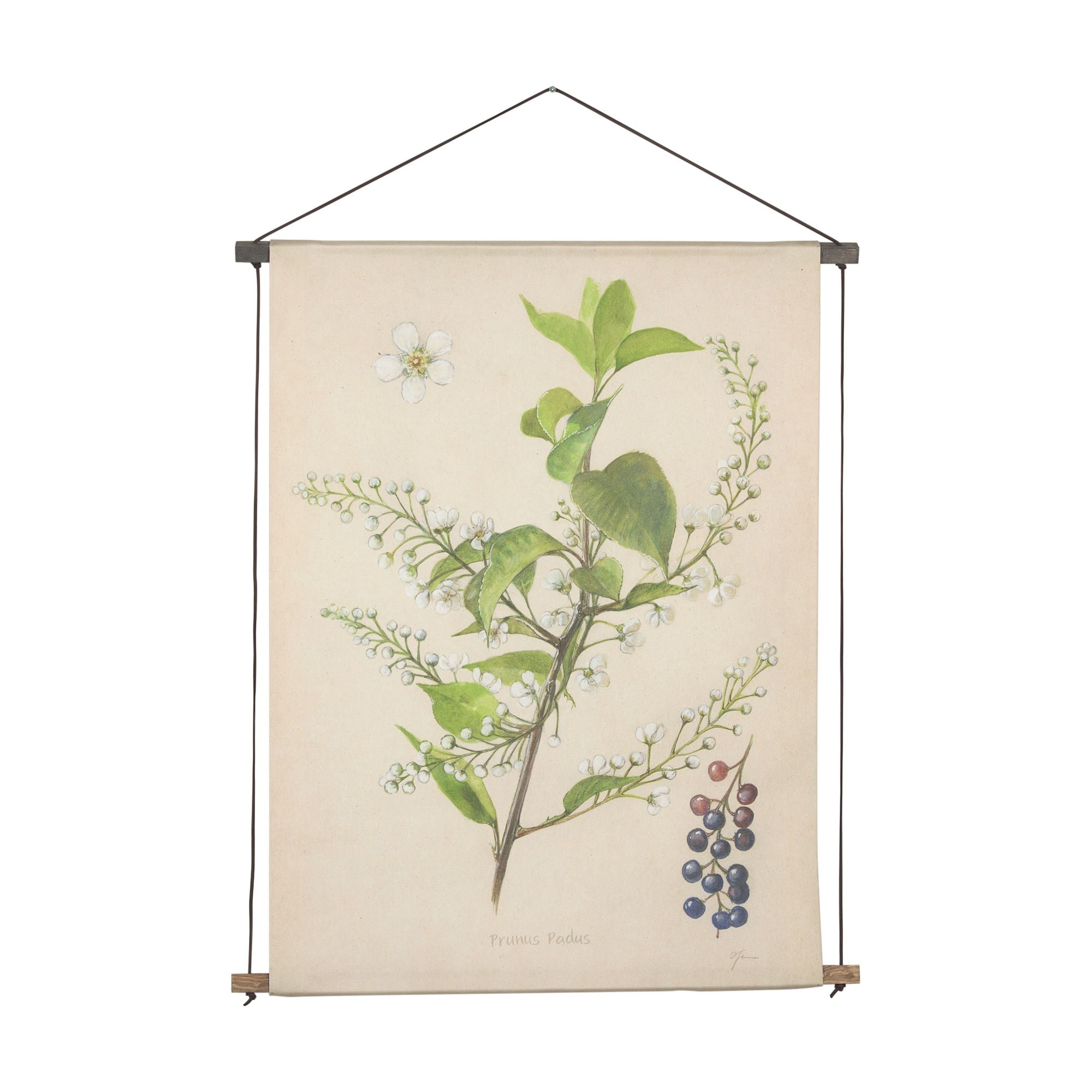 Mercana - Botanical Study-Cornus Florida