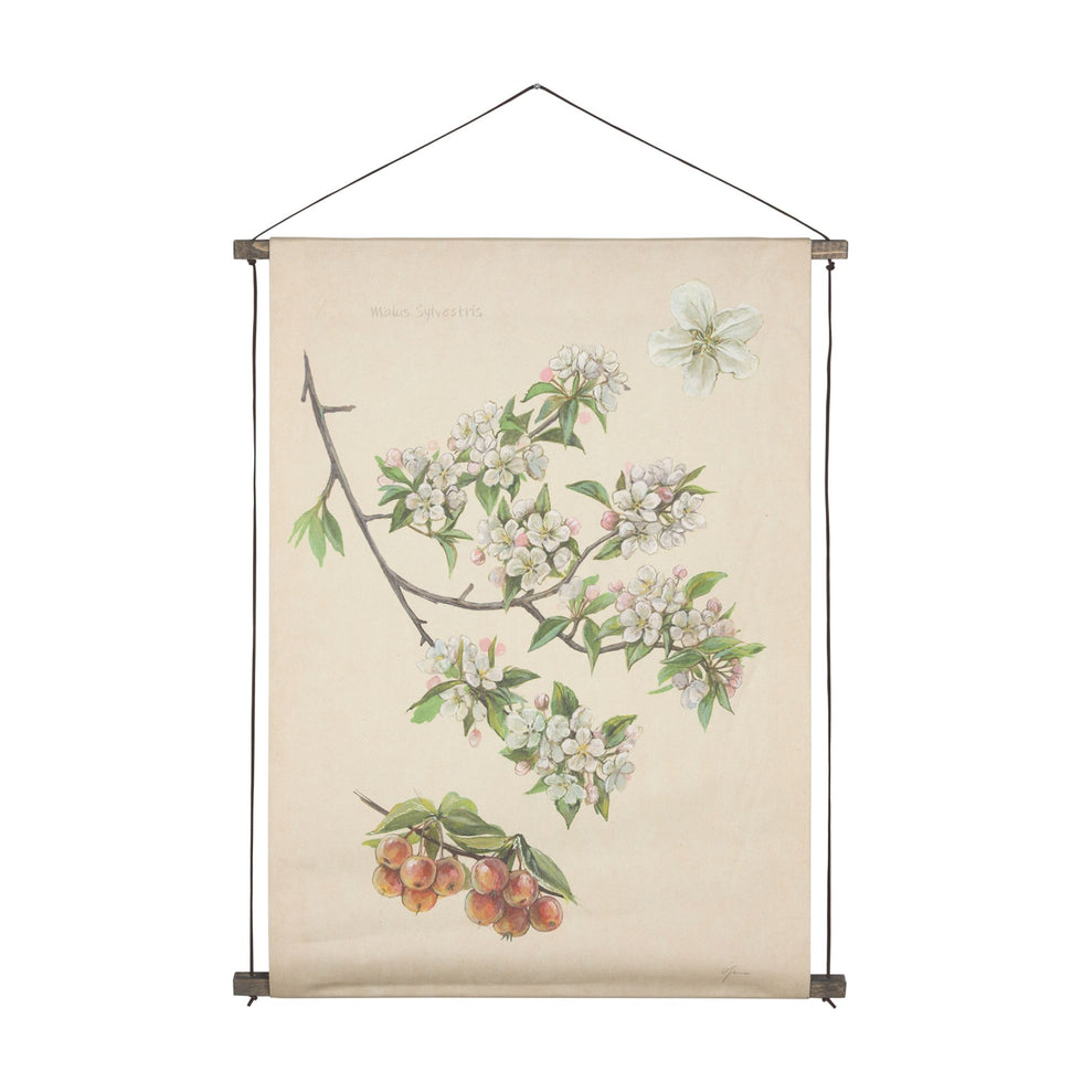 Mercana - Botanical Study-Cornus Florida
