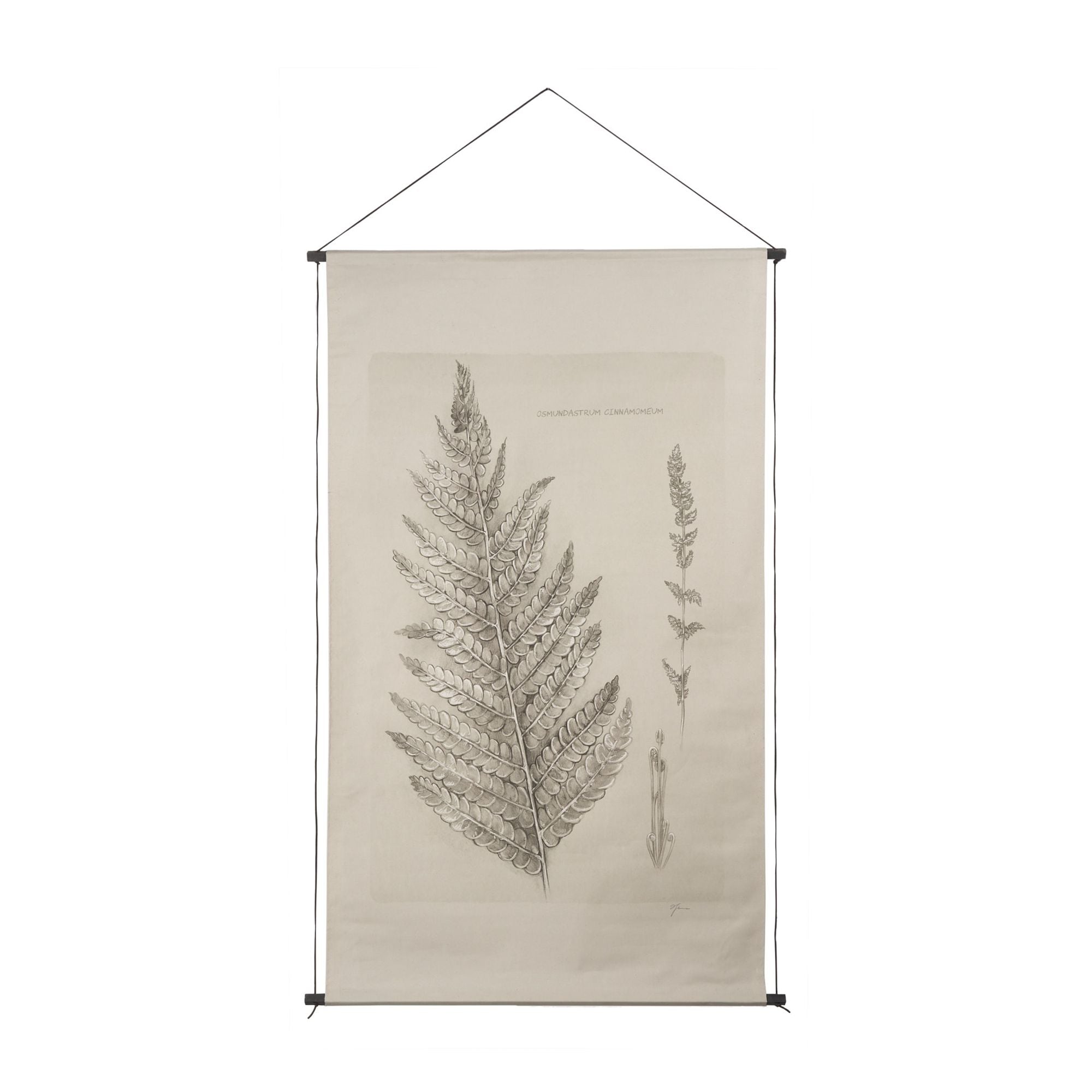 Mercana - Fern Study (Osmundastrum Cinnamomeum)