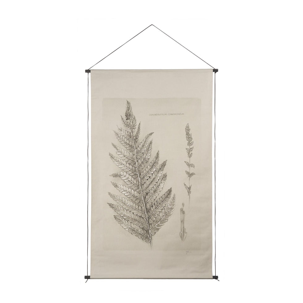 Mercana - Fern Study (Osmundastrum Cinnamomeum)