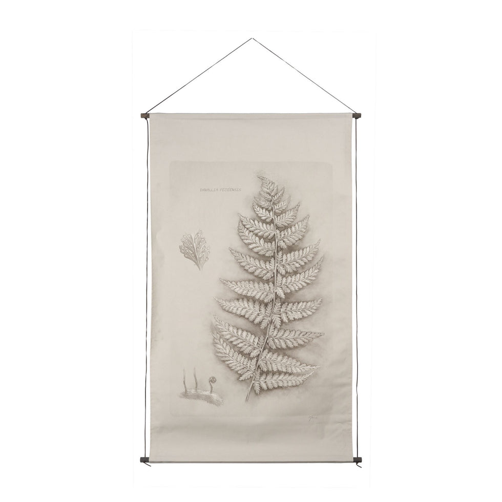 Mercana - Fern Study (Osmundastrum Cinnamomeum)