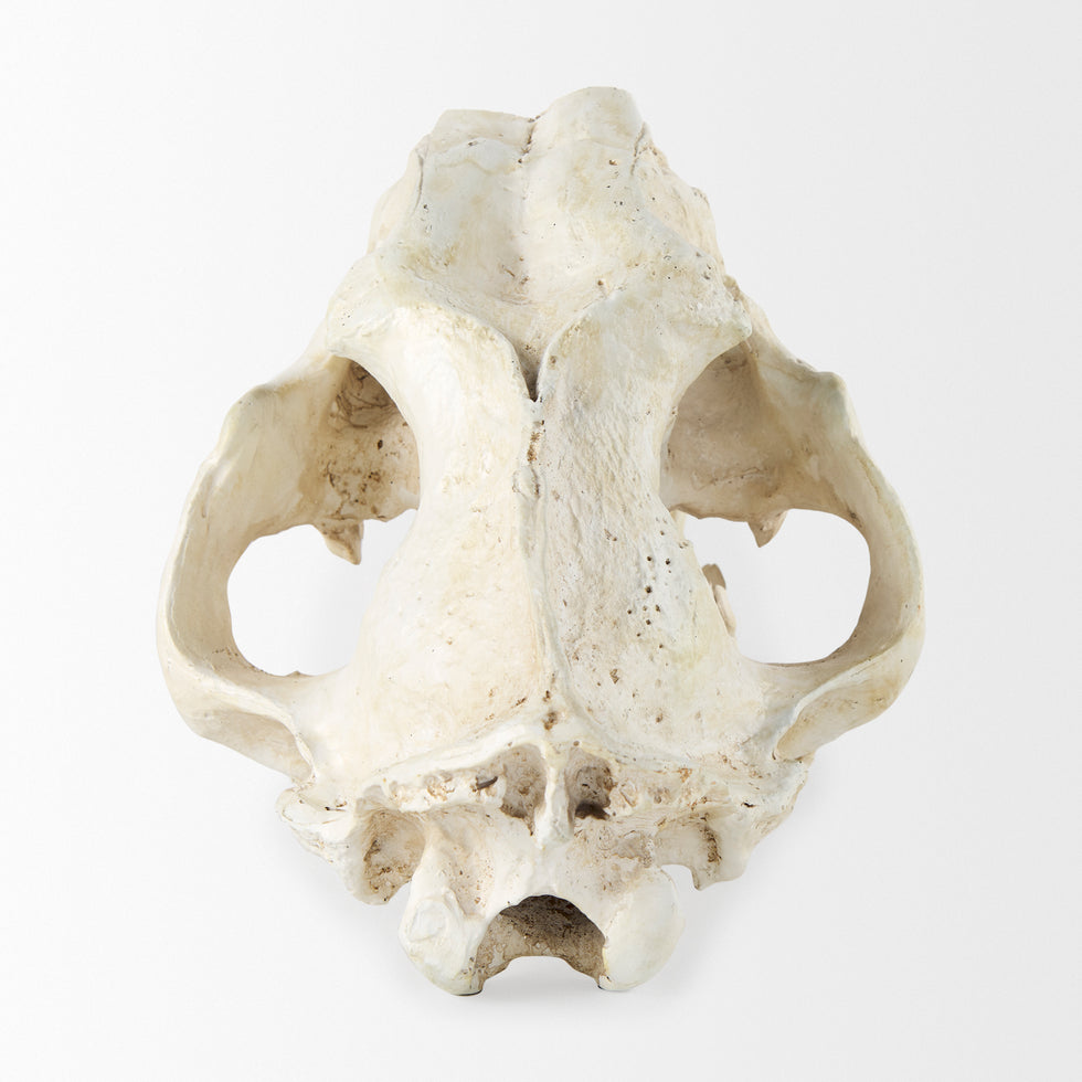 Mercana - Fozzil Object in Beige, Resin