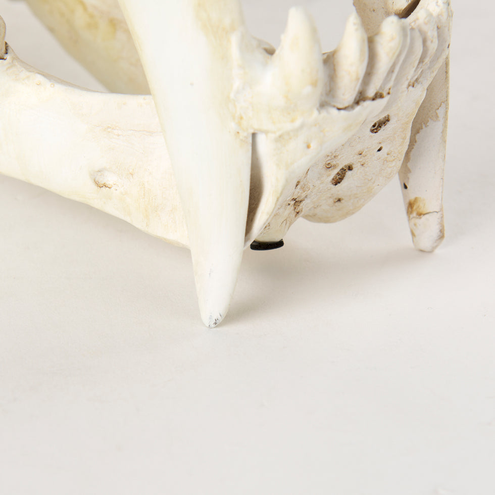 Mercana - Fozzil Object in Beige, Resin