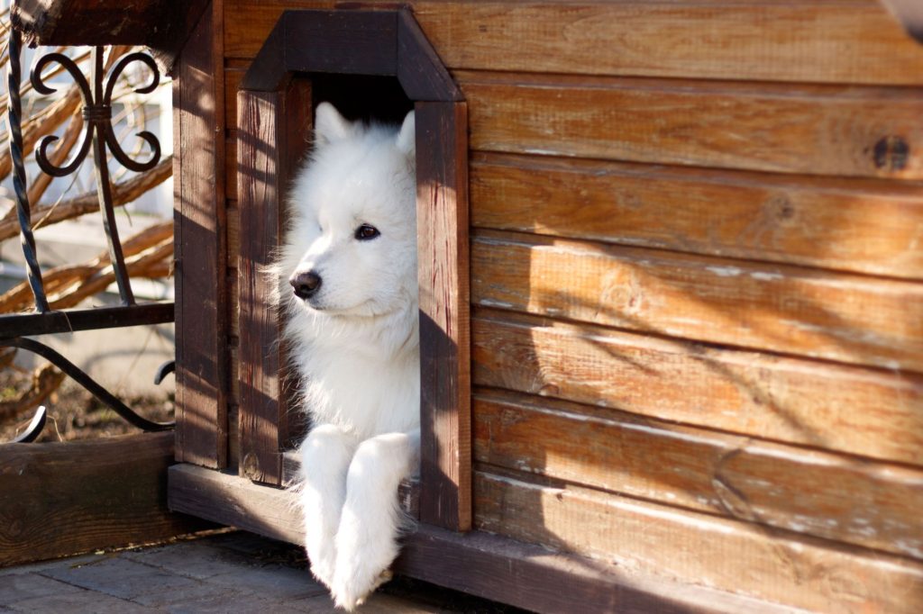 Aviary Booth For Dog Wood