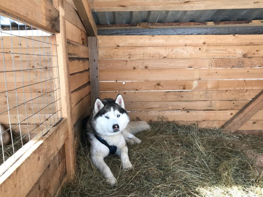 Aviary For Your Favourite Dog