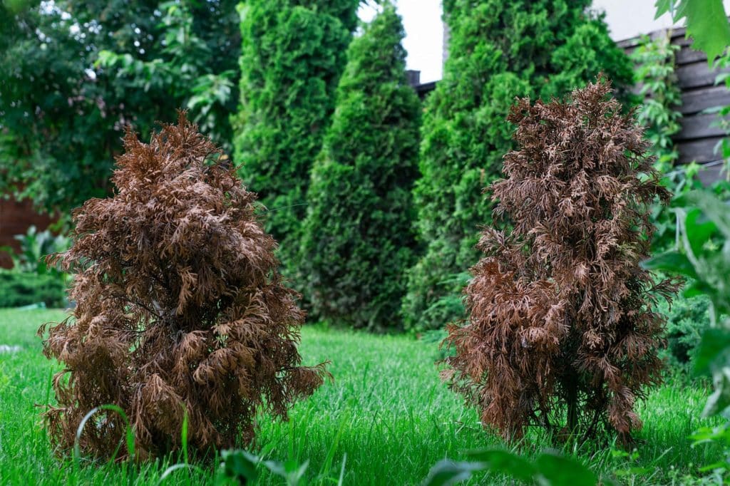 Bad Garden MaintenanceDried Plant