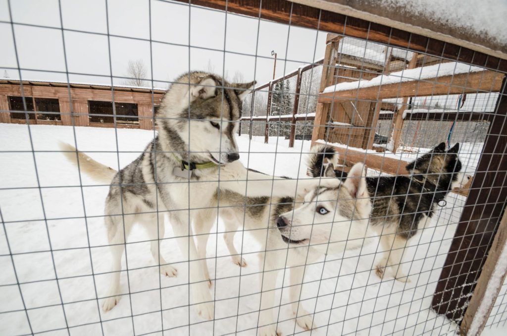 Big Aviary Size Dogs