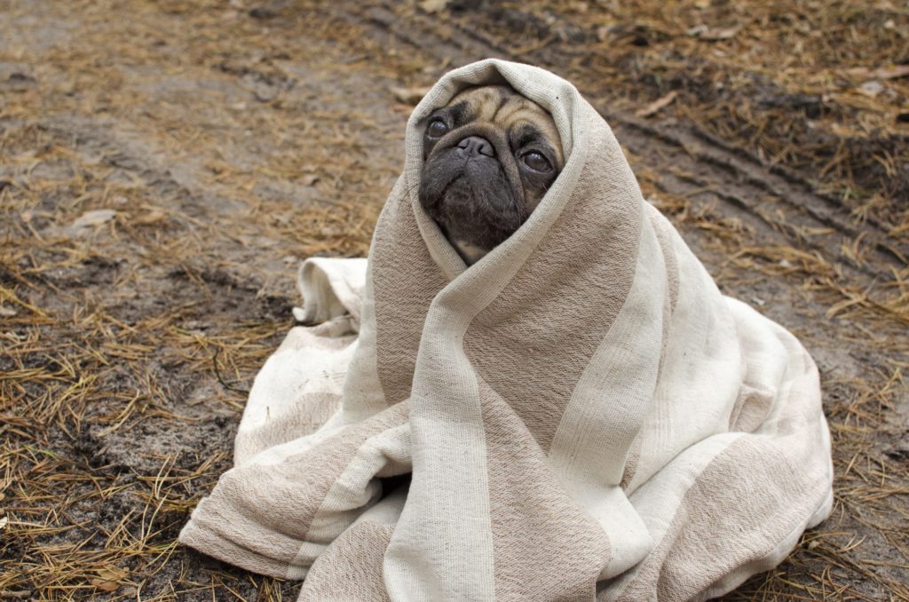 Blanket For Outdoor Relaxing Dog