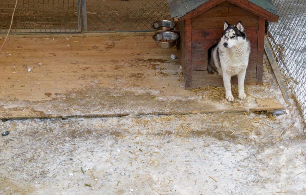 Booth For Dog Aviary Bowls