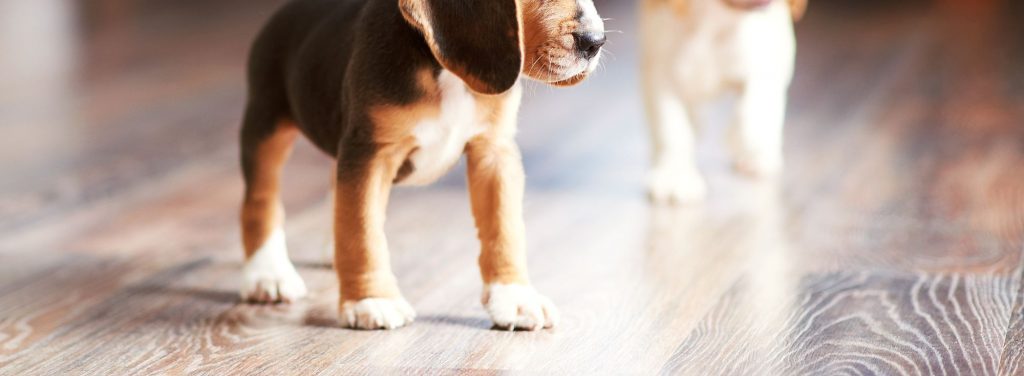Beagle Puppy Playing At Home On A Hardwood Floor
