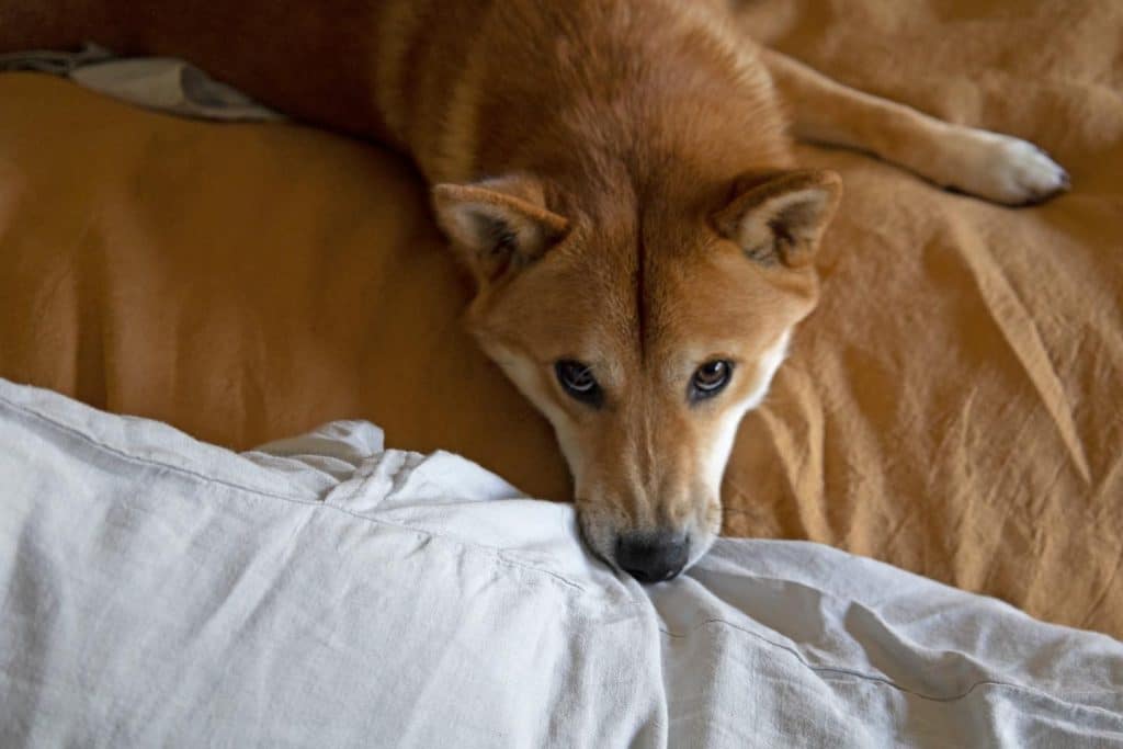 Clementine Threads Linen Set In Use Dog