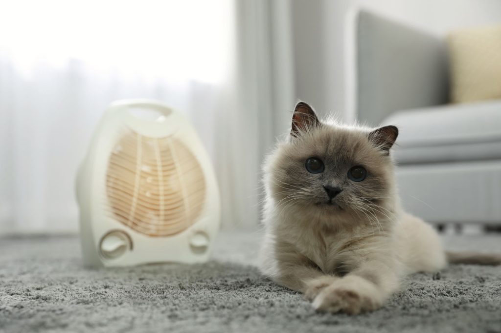 Compact Home Fan Heaters Cat Beautiful