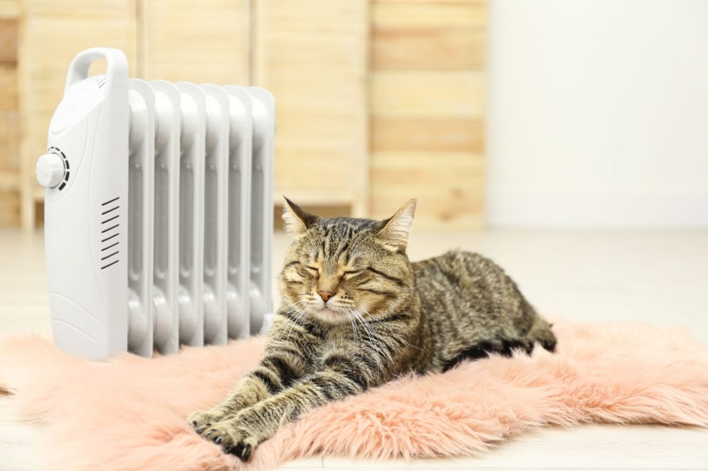 Compact Home Oil Heaters Restroom Cat