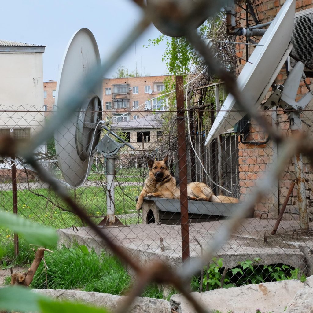 Dog Aviary Location Outdoor