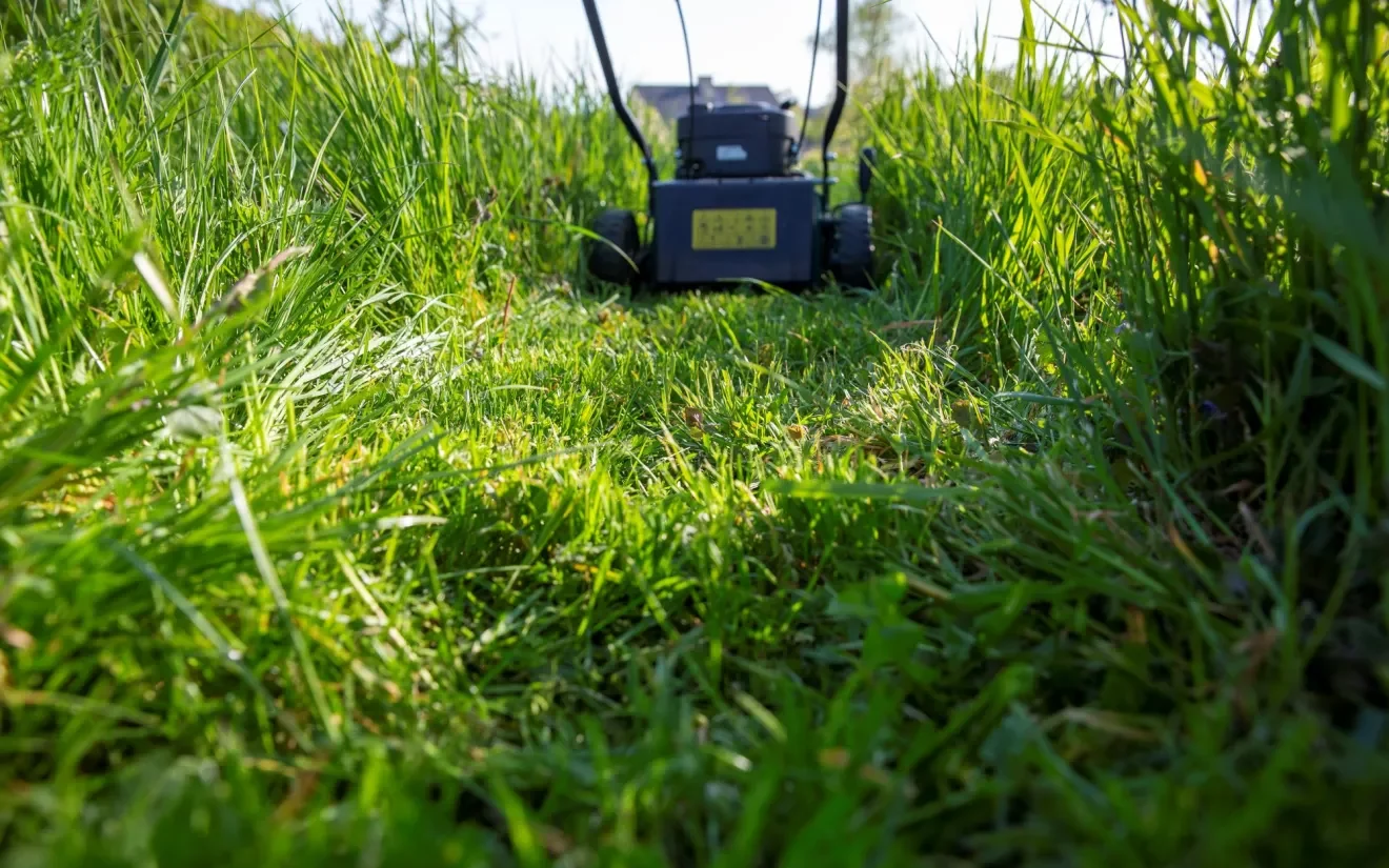 Lawn Mower Grass