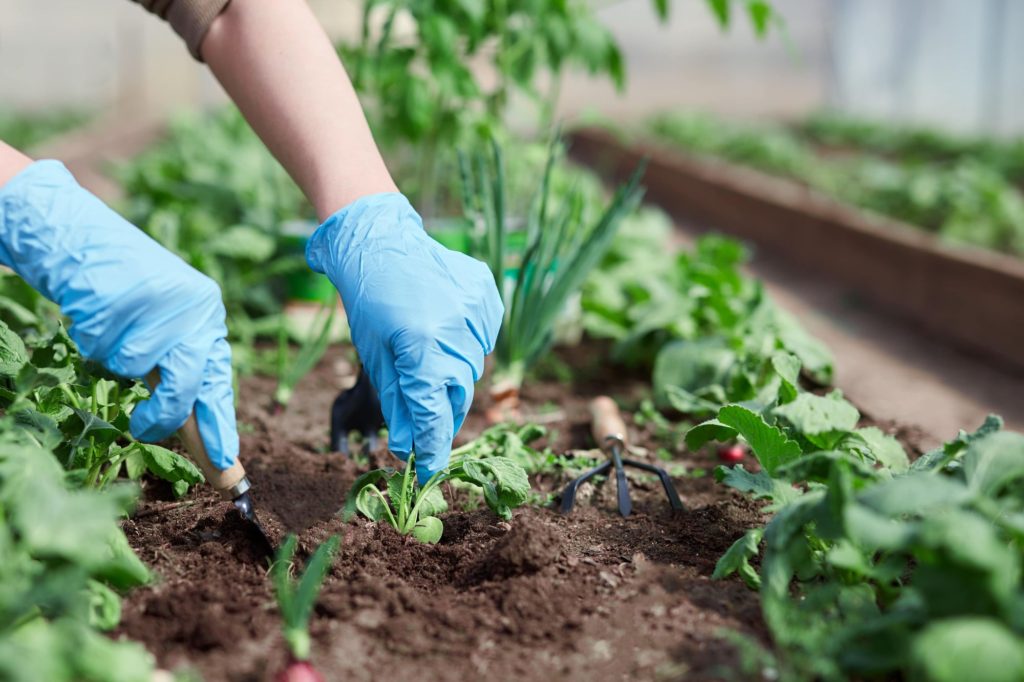 Gardener And Plants Gloves