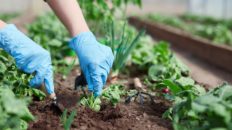 Gardener And Plants Gloves