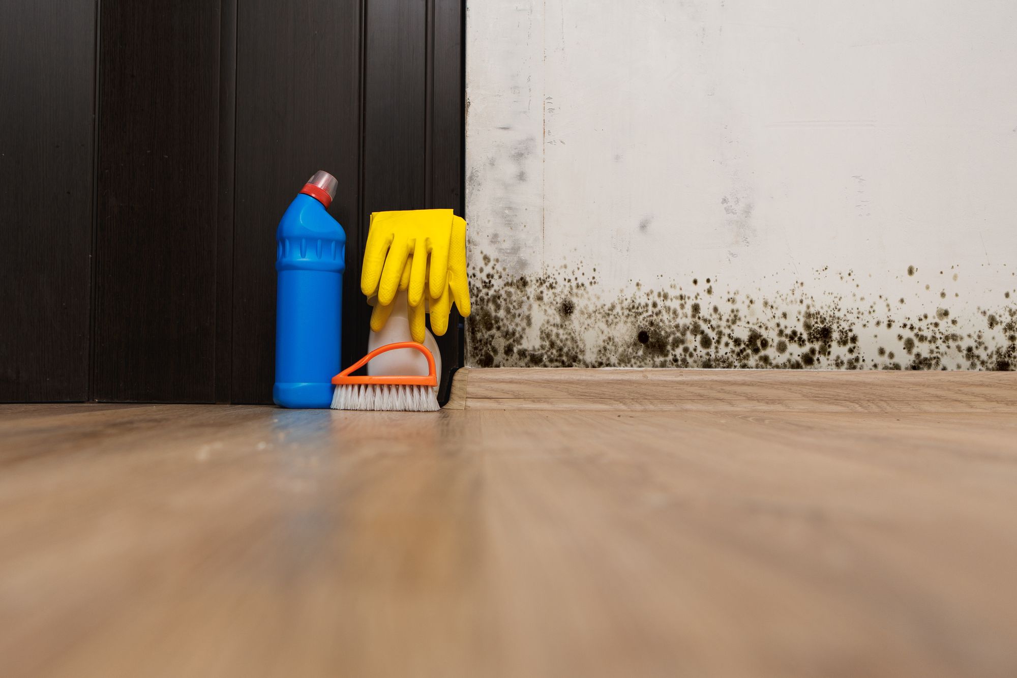 Get Rid Of Mold In Your Home Wall Floor
