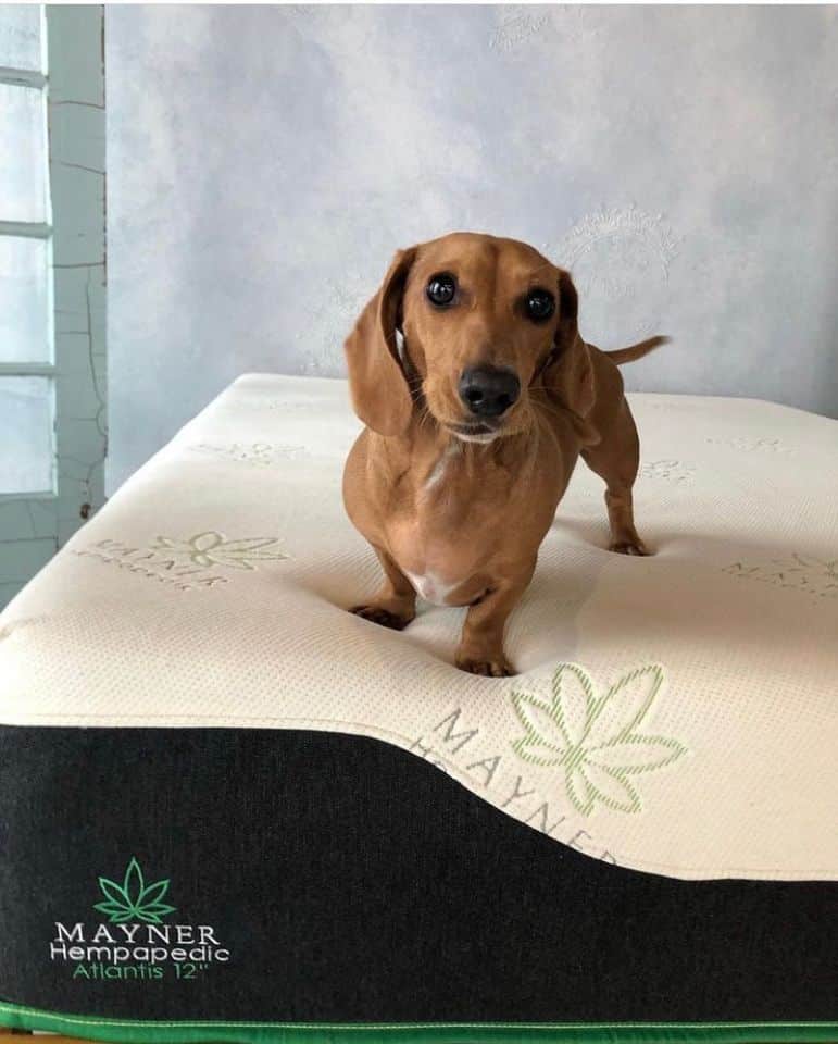 Mayner Hempapedic Mattresses Doggie