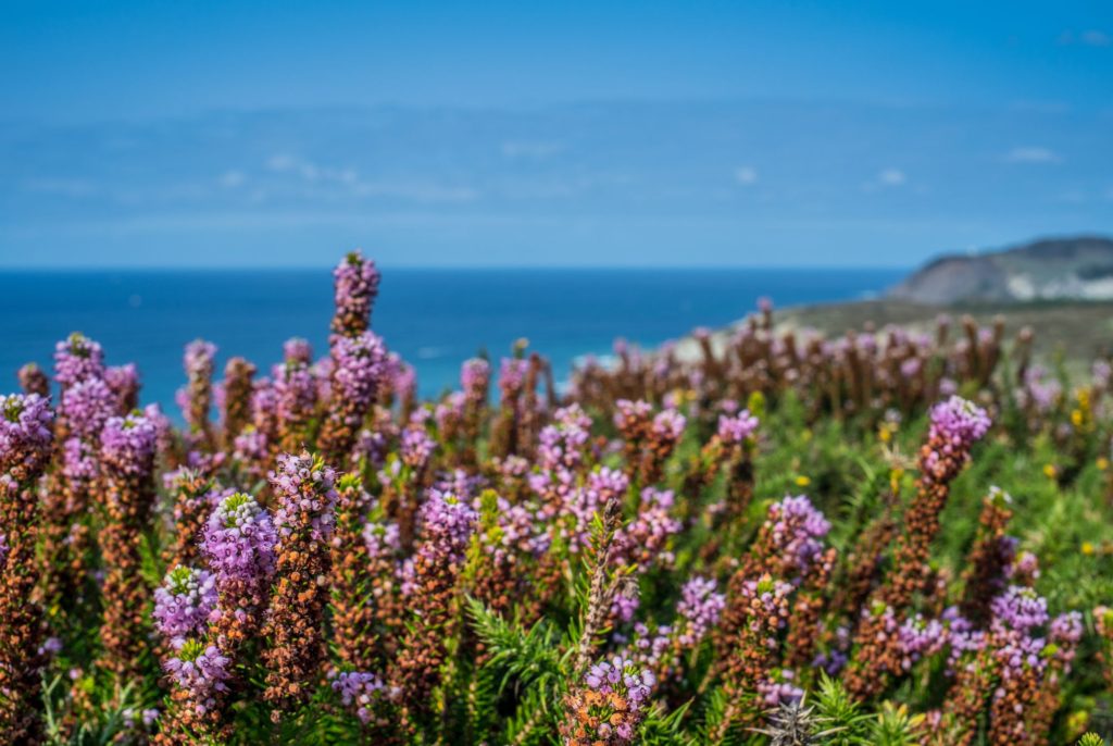 Modern Accessories For Provence Interiors Ocean Flowers