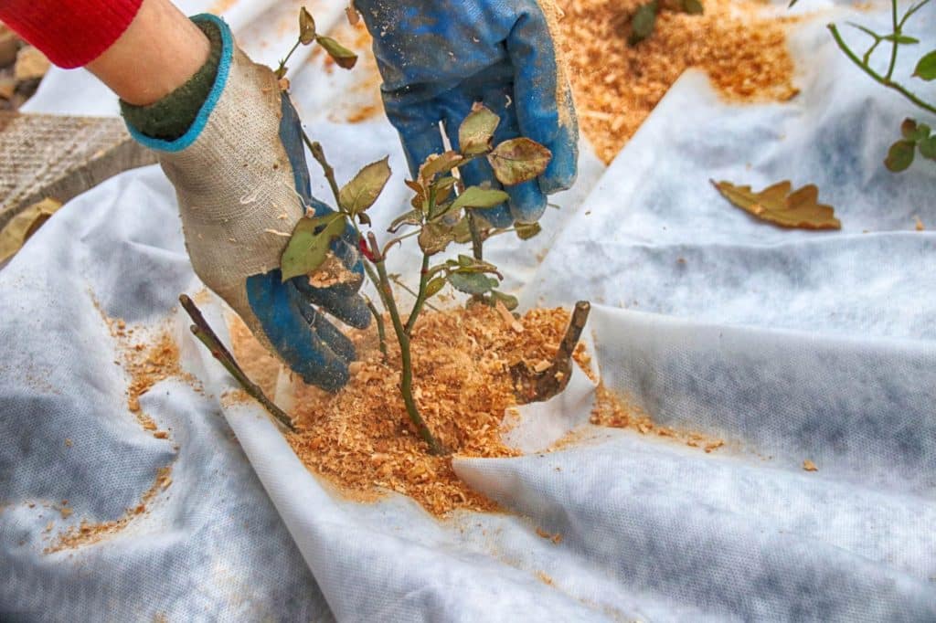 Organic Mulch Shavings Cherry