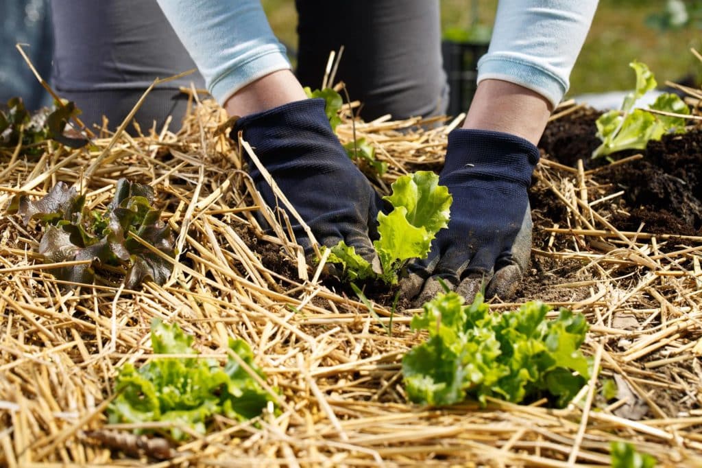 Organic Mulch Straw Salat