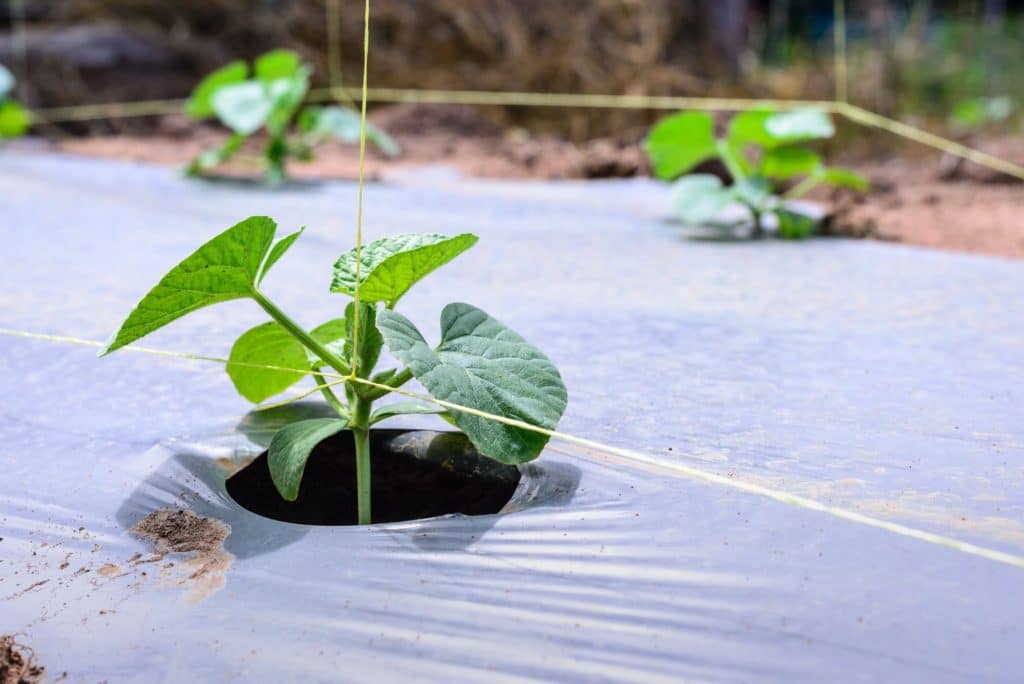 Plant In Grounds Green